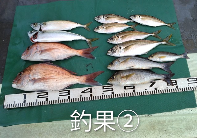 マダイ・マアジ・イサキ・マサバ