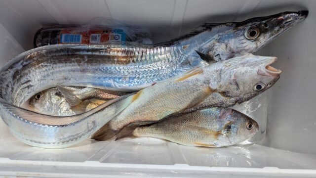 シログチ・タチウオ