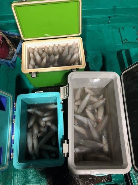 アカイカ(ケンサキイカ)