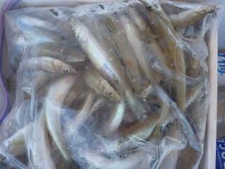 キス(シロギス)