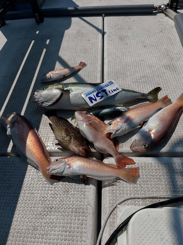 マダイ・オオモンハタ・ブリ・アマダイ(アカアマダイ)