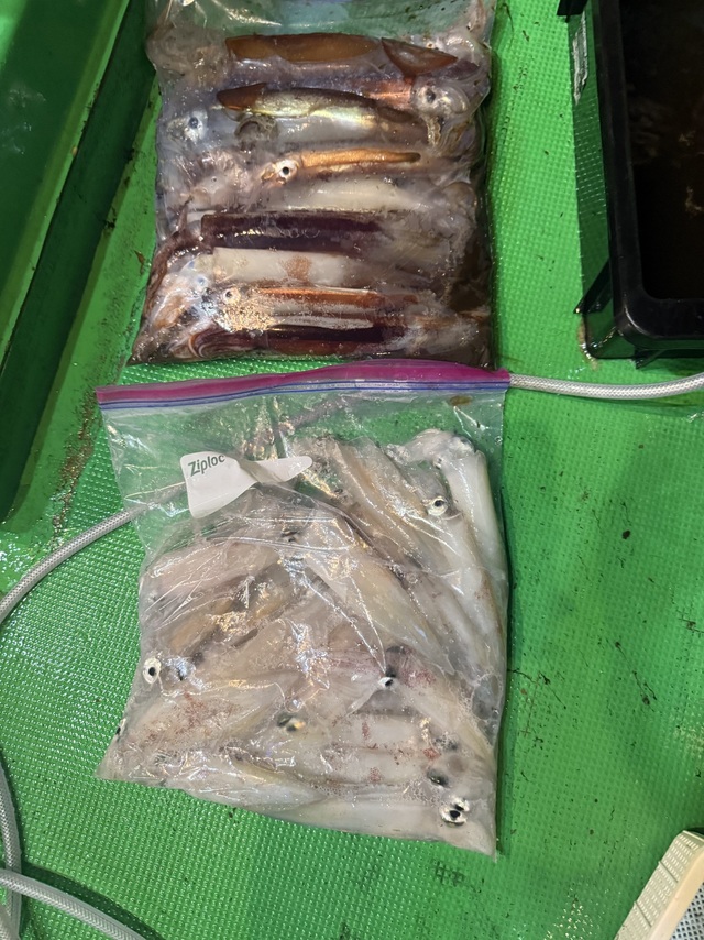 アカイカ(ケンサキイカ)・スルメイカ