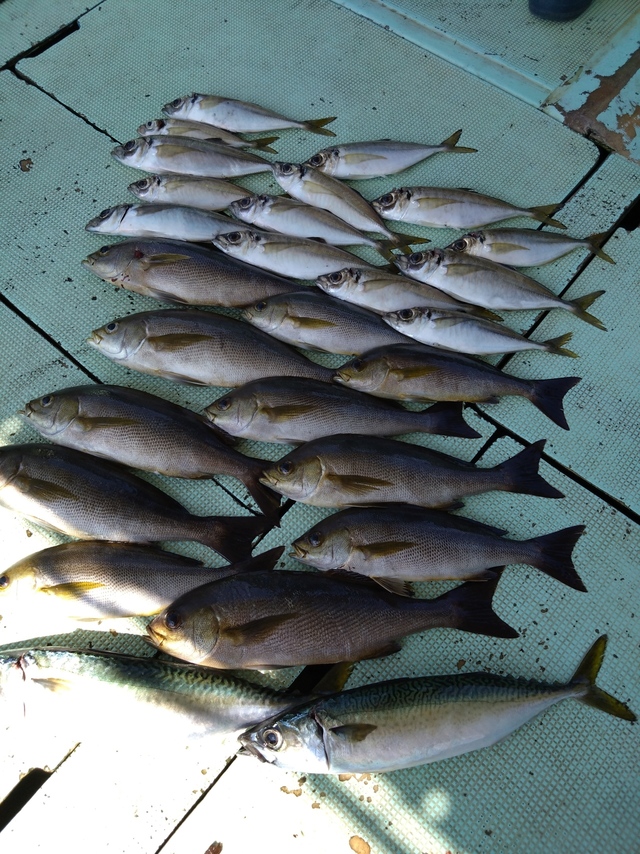 アジ(マアジ)・イサギ(イサキ)・サバ(マサバ)