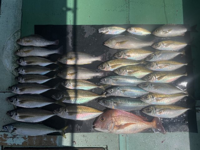 マダイ・マアジ・イサキ・マサバ