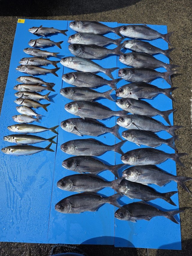 クロムツ・メダイ