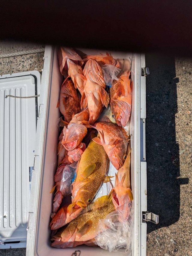 アコウ(キジハタ)・ガシラ(カサゴ)