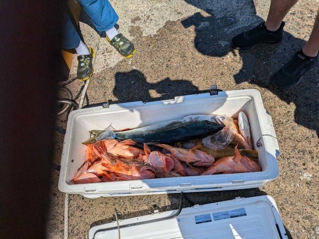 アコウ(キジハタ)・ヒラマサ・ガシラ(カサゴ)