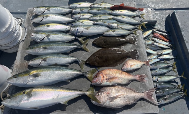 マダイ・アジ(マアジ)・ブリ・ハマチ(ブリ)・サバ(マサバ)・ホウボウ・ヒラメ