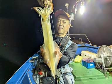 マイカ(ケンサキイカ)