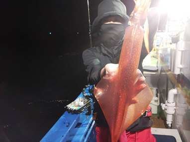 マイカ(ケンサキイカ)