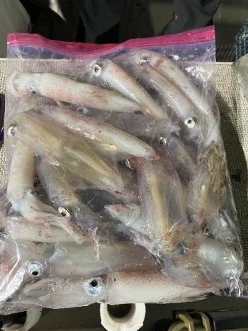 マイカ(ケンサキイカ)