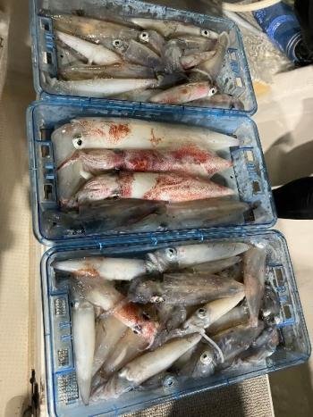 マイカ(ケンサキイカ)