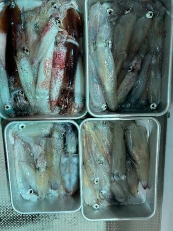 マイカ(ケンサキイカ)