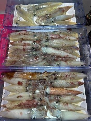 マイカ(ケンサキイカ)