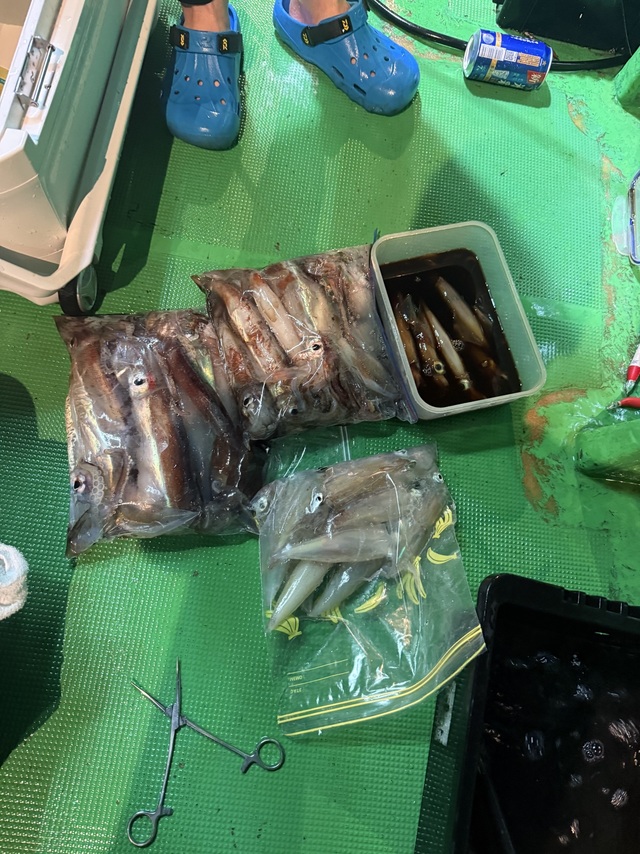 アカイカ(ケンサキイカ)・スルメイカ