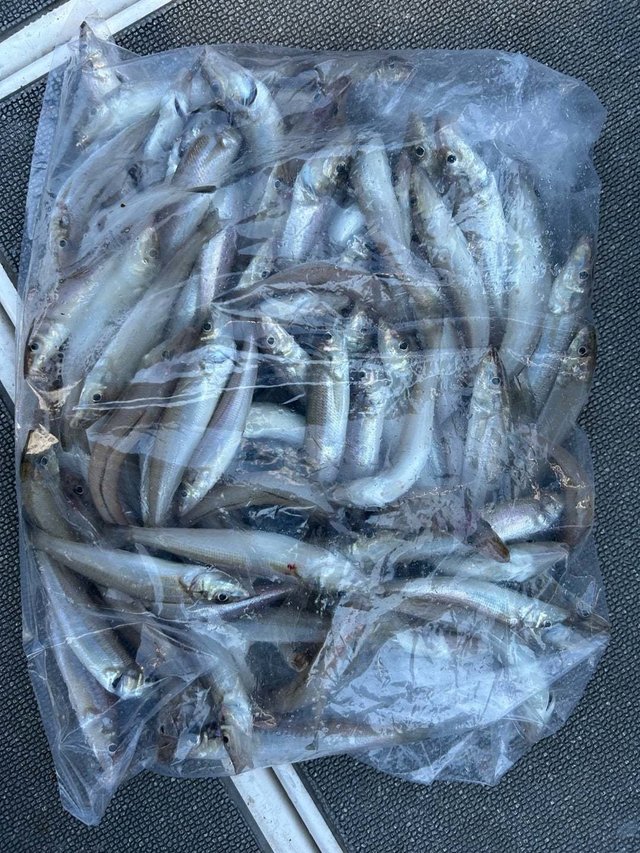 キス(シロギス)