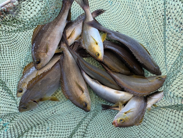 イサギ(イサキ)