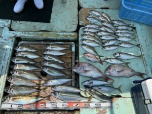 マダイ・マアジ・マサバ