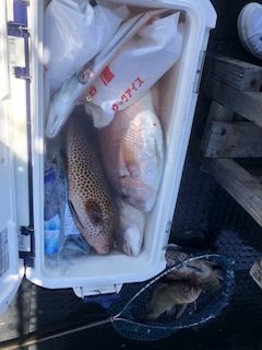 マダイ・オオモンハタ