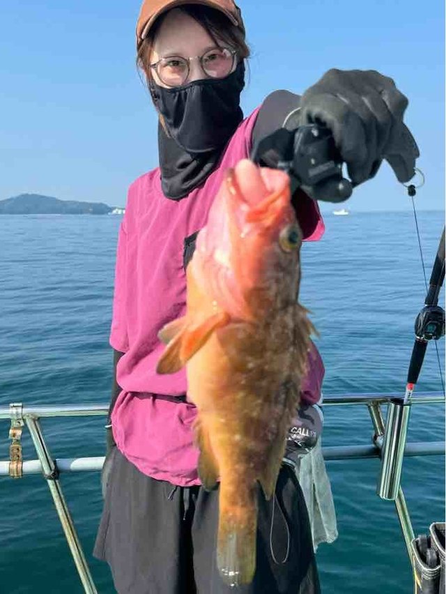 アコウ(キジハタ)