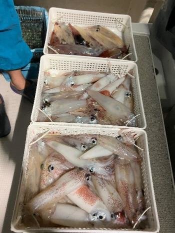 マイカ(ケンサキイカ)