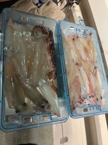 マイカ(ケンサキイカ)