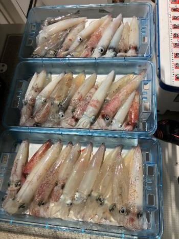 マイカ(ケンサキイカ)