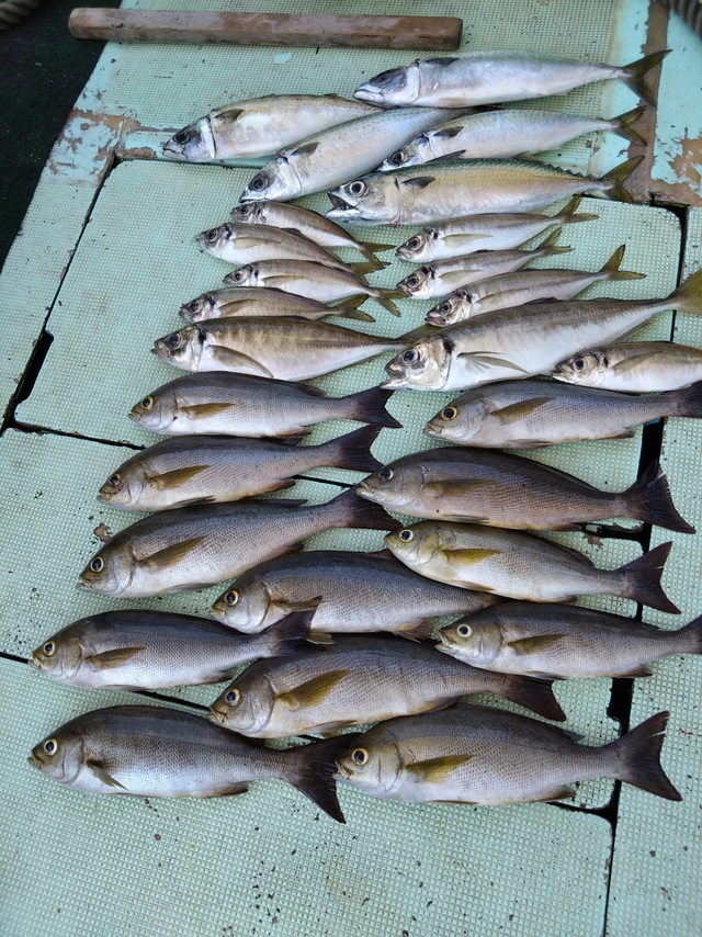 アジ(マアジ)・イサギ(イサキ)・サバ(マサバ)