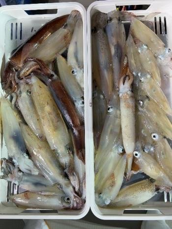 マイカ(ケンサキイカ)