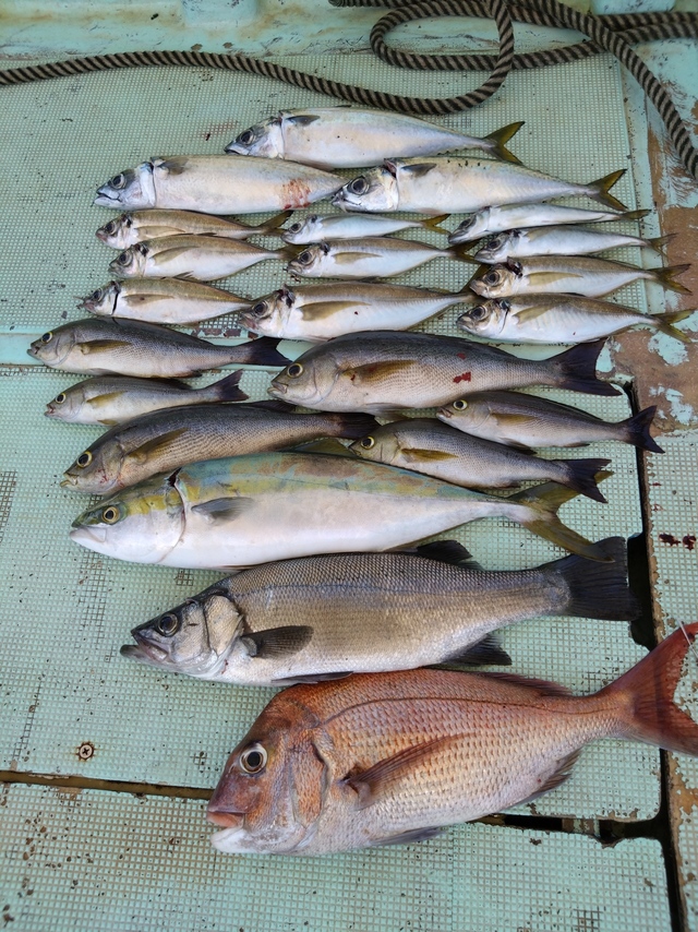 タイ(マダイ)・ヒラスズキ・アジ(マアジ)・ハマチ(ブリ)・イサギ(イサキ)・サバ(マサバ)