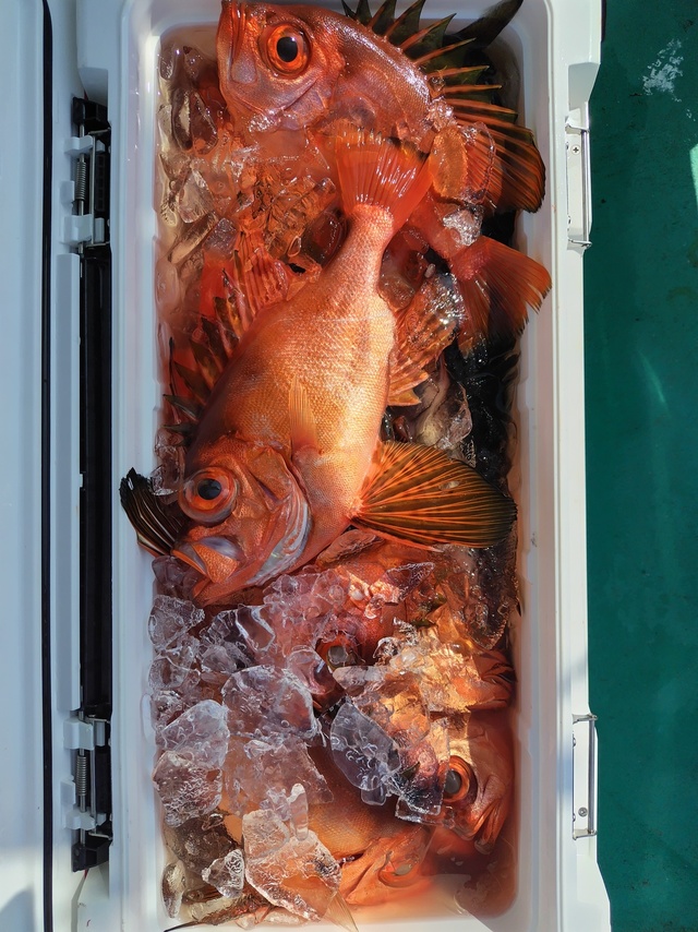 チカメキントキ