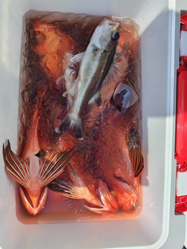 チカメキントキ