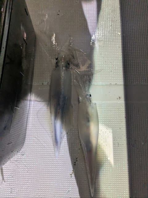 アカイカ(ケンサキイカ)