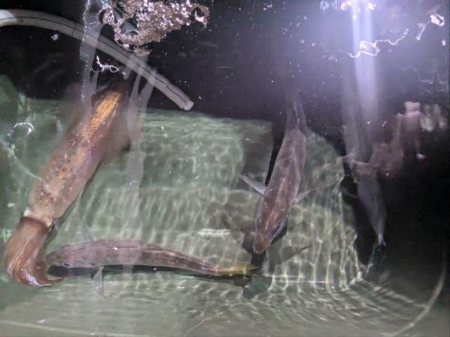 アカイカ(ケンサキイカ)