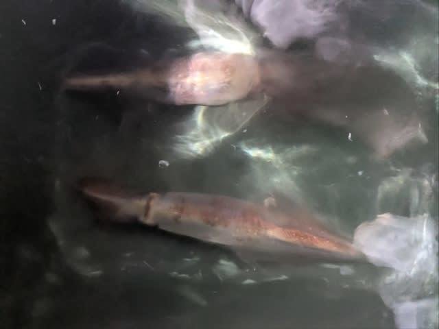 アカイカ(ケンサキイカ)