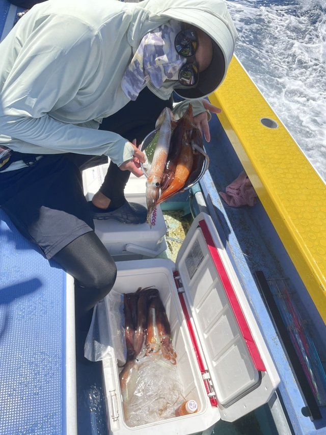 スルメ(スルメイカ)