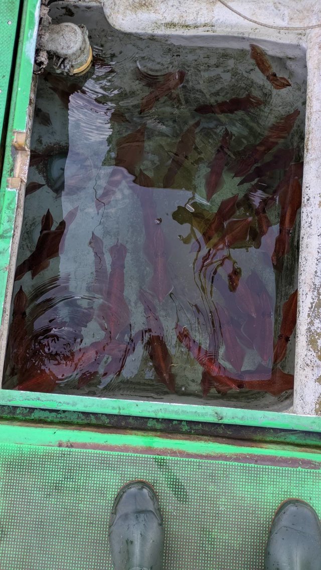 イカ(ケンサキイカ)