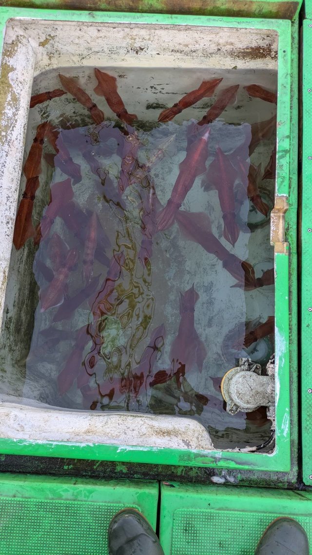 イカ(ケンサキイカ)