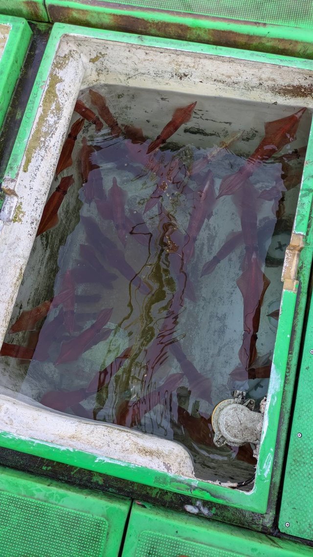 イカ(ケンサキイカ)