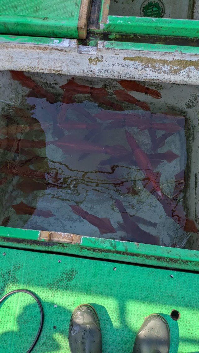 イカ(ケンサキイカ)