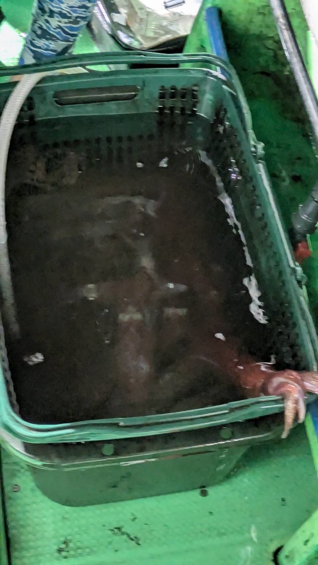 イカ(ケンサキイカ)