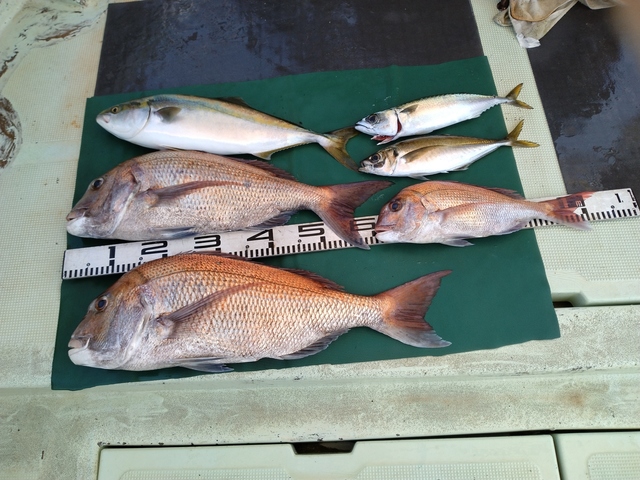 マダイ・マアジ・ハマチ(ブリ)・マサバ