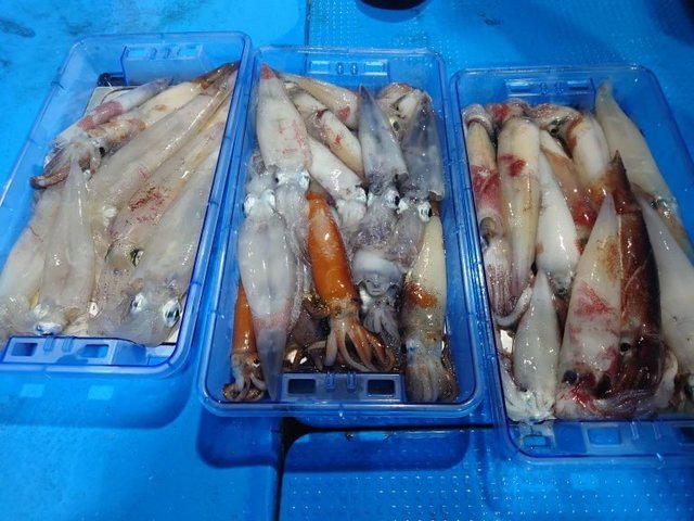 シロイカ(ケンサキイカ)