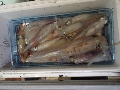 イカ(ケンサキイカ)