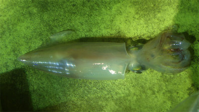 アカイカ(ケンサキイカ)