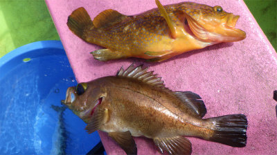 キジハタ・クロメバル(メバル)