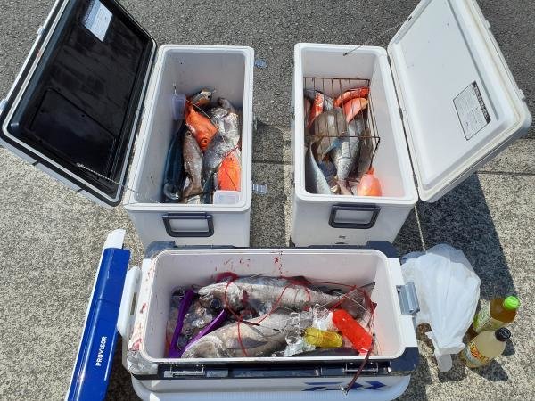 アカイサキ・キントキ(チカメキントキ)・ムツ・メダイ