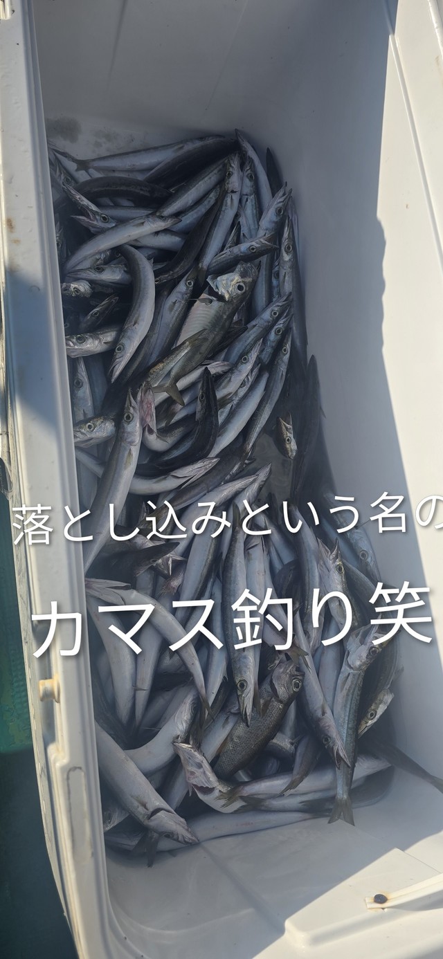 カマス(アカカマス)