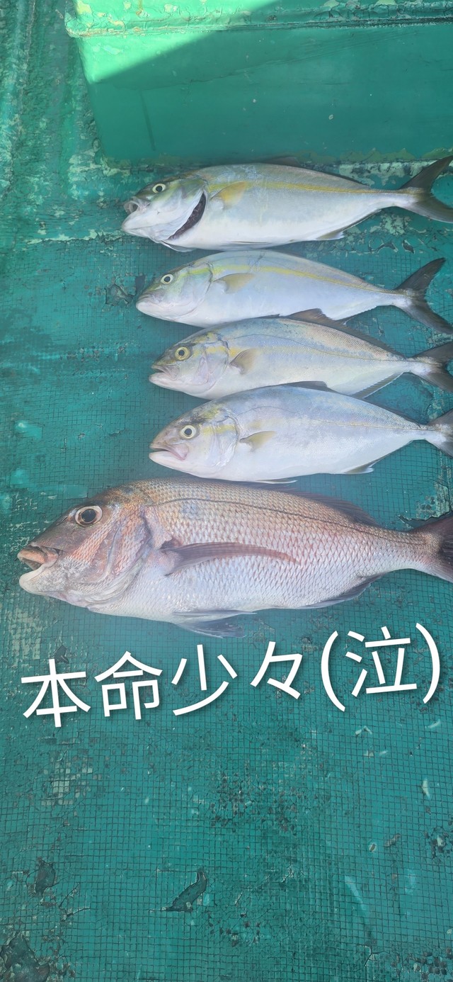 マダイ・シオ(カンパチ)