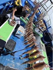 スルメ(スルメイカ)